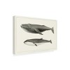 Trademark Fine Art - Charles Melville Scammon  Melville's Whales II Canvas Art - 4 of 4
