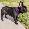 Country Brook Petz Martingale Heavyduty Training Collar with No Buckle - Service Collar for All Dogs - Vibrant, Colorful Collection - 3 of 4