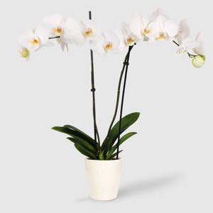 Live 5" White Premium Orchid Houseplant - Good Little Garden™ - 1 of 4