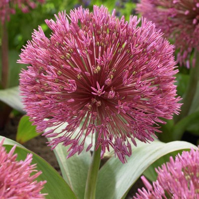 Set of 3 Bulbs Allium Nevskianum - Van Zyverden