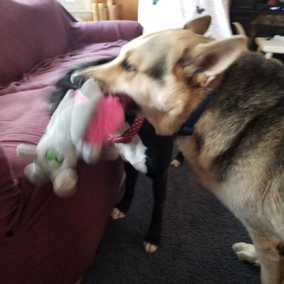 Guest review image 2 of 4, zoom in