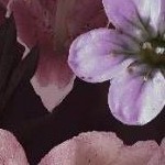 clear push pins bundle