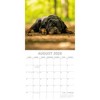 2026 Square Wall Calendar, Rottweiler, 16-Month Paw Prints Theme with 180 Reminder Stickers (12x12 In) - 3 of 4