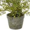 13" x 16" Artificial Maiden Hair Plant in Decorative Planter - Nearly Natural: Indoor Greenery Decor - 3 of 3