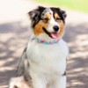 Country Brook Petz HossFit Jr Wide Martingale Dog Collar - Spring Collection - 2 of 4