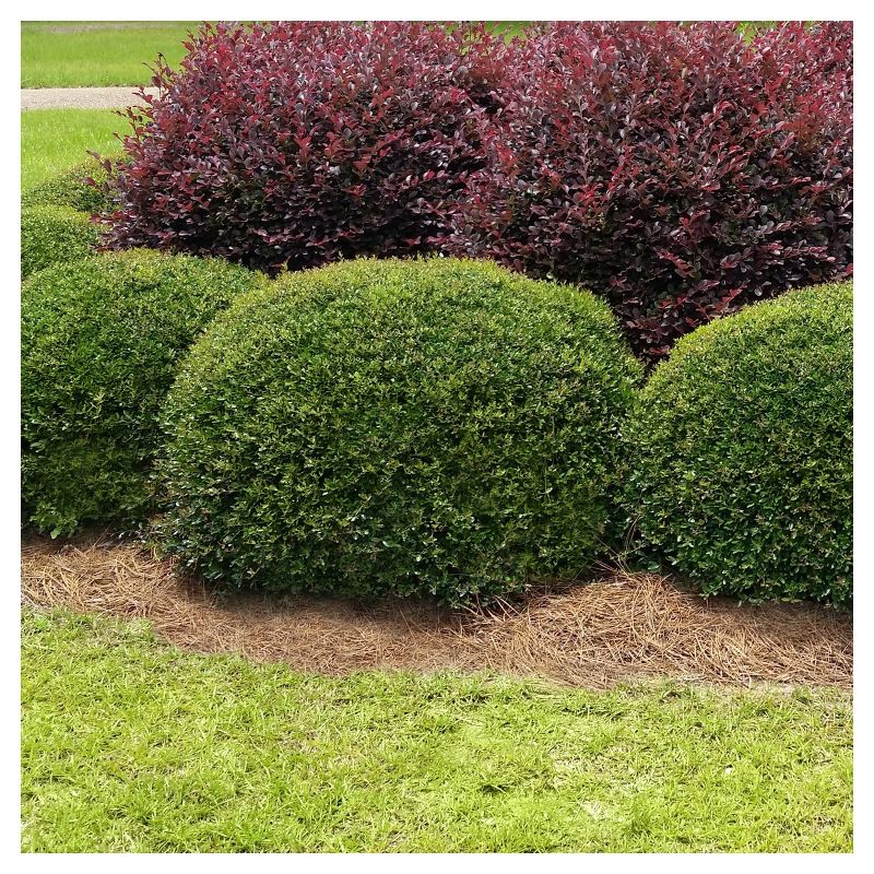 Holly Dwarf Yaupon 1pc - National Plant Network U.S.D.A Hardiness Zone 7-11 - 2.5 Quart, 1 of 5