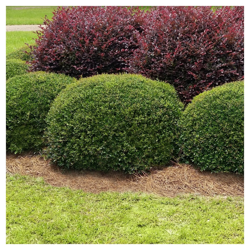 Photos - Garden & Outdoor Decoration Holly Dwarf Yaupon 1pc - National Plant Network U.S.D.A Hardiness Zone 7-1