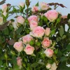3pc Mini Rose Cupcake - National Plant Network: Thornless, Sun/Shade, Pink Blooms - 4 of 4
