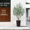 DR.Planzen UV Resistant 7FT Artificial Pre Potted Olive Tree with Brown Tall Planter for Indoor Outdoor Office House Decor - 2 of 4