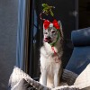 Midlee Christmas Mistletoe Dog Headband Costume - image 4 of 4