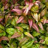 National Plant Network Outdoor Live Fire Power Nandina Plant - 1ct 1gal - 4 of 4