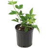 Bushel and Berry Blackberry 'Baby Cakes' 1pc Seasonal U.S.D.A. Hardiness Zones 4-8 National Plant Network 2.5qt: Thornless, Patio-Friendly - 2 of 4