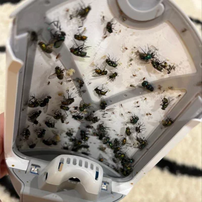 user image by Brosk, Zevo Indoor Flying Insect Trap for Fruit flies, Gnats, and House Flies (1 Plug-In Base + 1 Refill Cartridge)