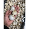 Morel Distribution Co | Elephant Garlic Rounds (Ajo Macho) Sorted Bulbs! Great for Fall Planting! (5 LB) - 2 of 3