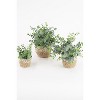 Artificial Eucalyptus Plants in Woven Pots – Decorative Faux Greenery, Set of Three by Kalalou - 3 of 3