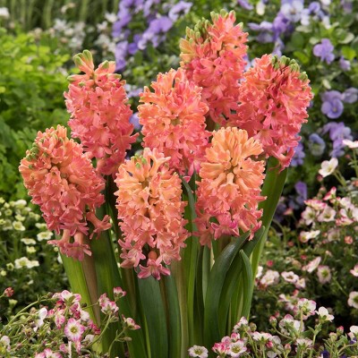 10ct Hyacinths Sweet Invitation Bulbs - Van Zyverden