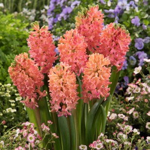 10ct Hyacinths Sweet Invitation Bulbs - Van Zyverden - 1 of 4