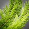 23"H Sullivans Artificial Christmas Long Evergreen Bush, Green, Indoor Christmas Decor - 2 of 3