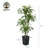 5-6ft UV & Sunproof Artificial Dracaena Tree for Indoor/Outdoor - Faux Silk Plant in Tall Planter, Tall Faux Tree for Home & Garden Decor - 3 of 4