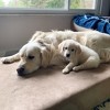 Big Barker 7" Orthopedic Dog Bed - Sleek Edition - 4 of 4