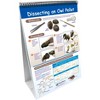 NewPath Learning Owls & Owl Pellets Write-On/Wipe-Off Flip Chart Set, Grades 5 to 9 - 2 of 4