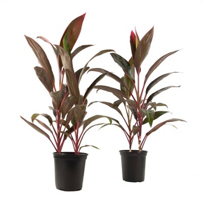 2pc Cordyline Red Sister - National Plant Network