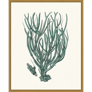 Amanti Art Antique Coastal Coral VIII by Johann Esper Framed Canvas Wall Art - 1 of 4