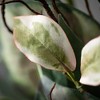 Sullivans Artificial 17" Mixed Green Bush - 2 of 2