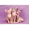 Trends International Keith Kimberlin - Kittens - Pretty Kitty Unframed Wall Poster Prints - 4 of 4
