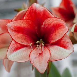 Van Zyverden Amaryllis Multicolored Coral Beach Flower Bulb - 1 of 3