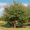 2.25gal Mexican White Oak Tree - National Plant Network - 2 of 3