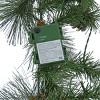 9' Whitter Pine Garland White LED Lights - National Tree Company - 3 of 4