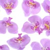 Unique Bargains Silk Plastic Durable Handcrafted Artificial Orchid Flower Heads 20 Pcs - 2 of 4