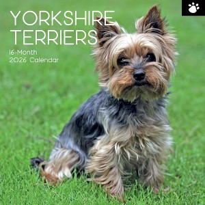 2026 Square Wall Calendar, Yorkshire Terriers, 16-Month Animals Theme with 180 Reminder Stickers (12x12 In) - 1 of 4