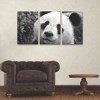 Trademark Fine Art SD Smart Giant Panda 3 Piece Panel Set Art - 3 of 3