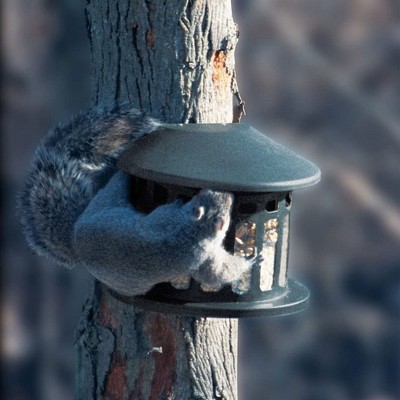 Green Powder-Coated Alloy Steel Hanging Squirrel Feeder