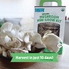 Back to the Roots Organic Mushroom Mini Grow Kit Pearl Oyster - image 4 of 4