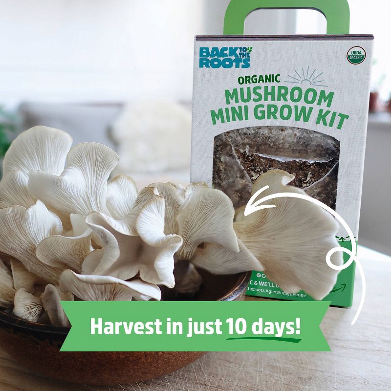 Back to the Roots Organic Mushroom Mini Grow Kit Pearl Oyster, 5 of 12
