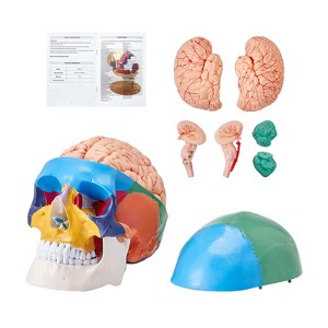 VEVOR Human Skull Model, 8 Parts Brain & 3 Parts Skull, Life-Size Painted Anatomy Skull Model, PVC Anatomical Skull, Multicolored - 1 of 4
