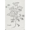 Trends International Jean Plout - Botanical Studies on Paper Coriander Unframed Wall Poster Prints - 4 of 4