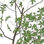 white（2 drawers）