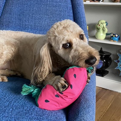 Watermelon With Rope Slider Dog Toy - Sun Squad™ : Target