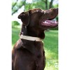Country Brook Petz Premium Nylon Dog Collar with Metal Buckle for Small Medium Large Breeds - Vibrant 30+ Color Selection - 4 of 4
