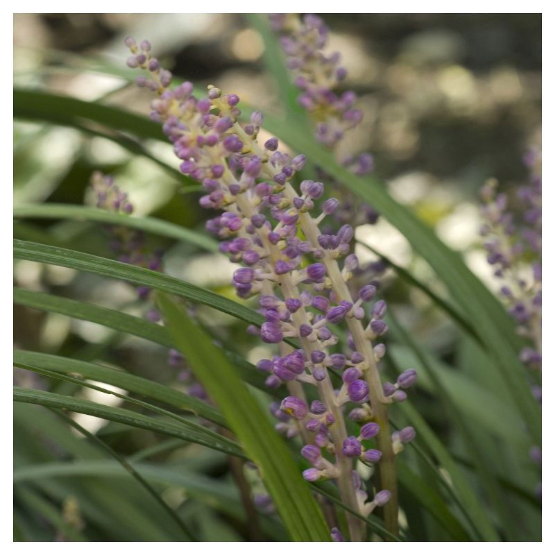 Liriope &#39;Big Blue&#39; 1pc - National Plant Network - U.S.D.A. Hardiness Zones 5 - 10, 6 of 8