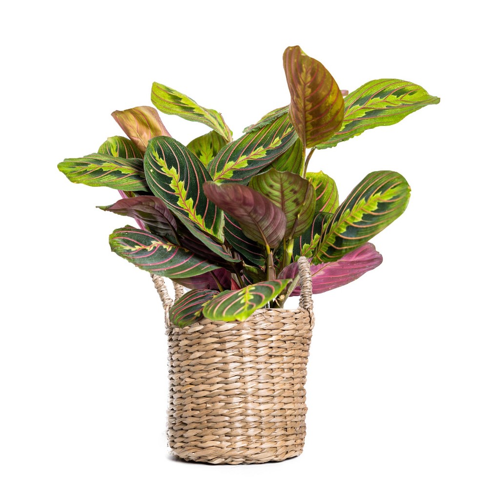 Live 4 Red Maranta Houseplant in  Rural Craft Planter