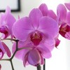 Live 4" Pink Duo Orchid Houseplant in Dot Planter - 3 of 4