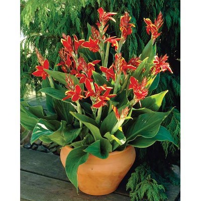 Van Zyverden Set of 6 Cannas Lucifer Bulbs