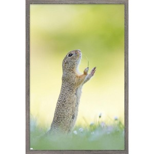 Trends International The Comedy Wildlife Photography Awards: Perdita Petzl - Conducting Framed Wall Poster Prints - 1 of 4