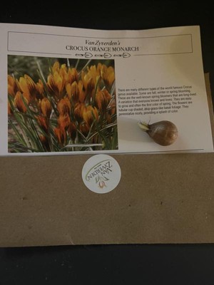 Bloomsz Crocus Orange Monarch Bulbs (25-Pack) 11548 - The Home Depot