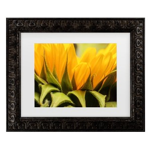 Trademark Fine Art - Mick Agterberg Close Up Details Of A Helianthus Matted Framed Art - 1 of 4
